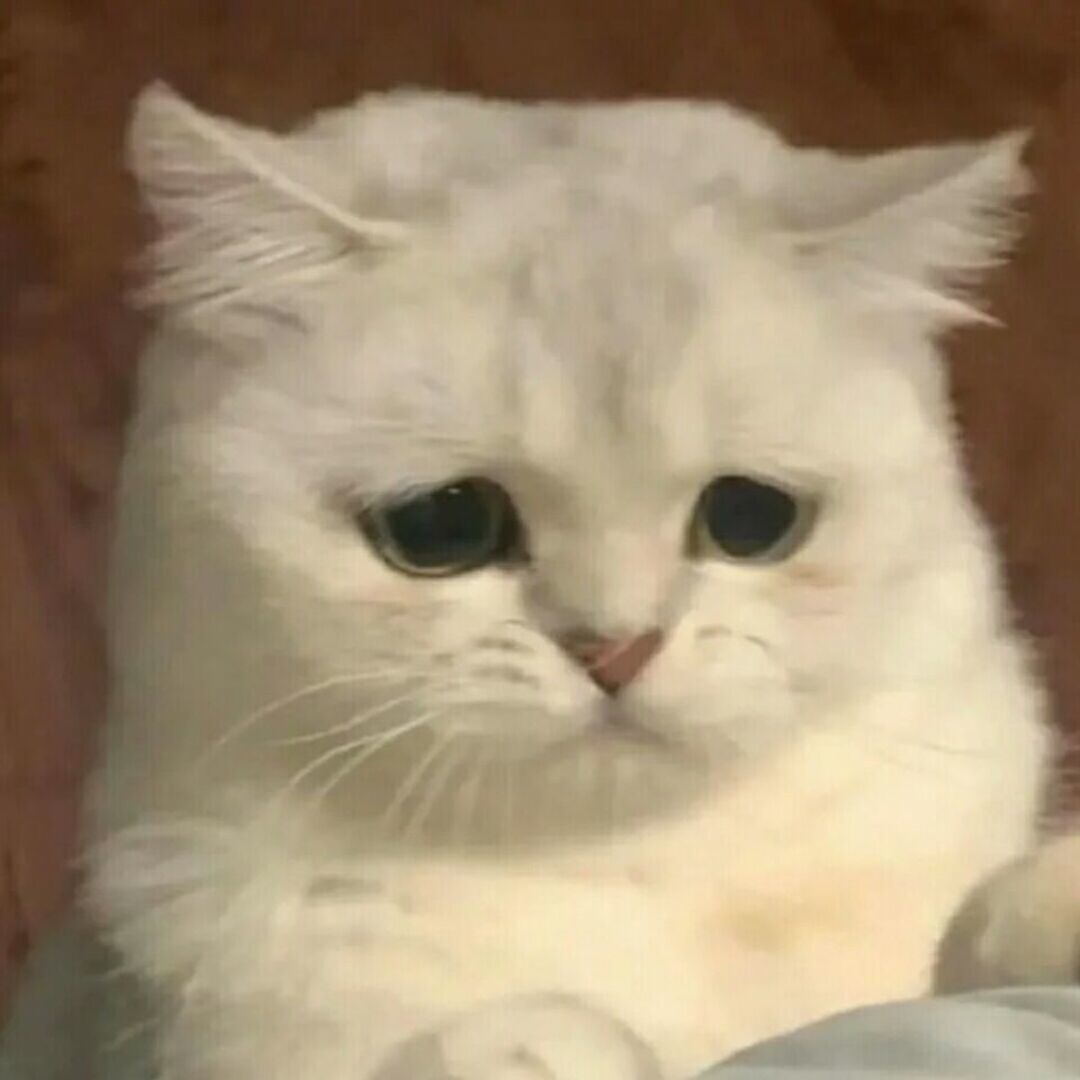 小猫